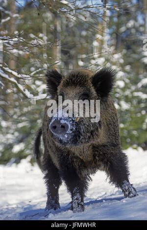 Sanglier mâle en hiver Banque D'Images