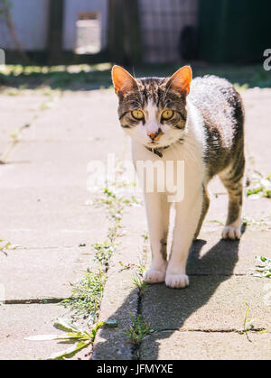 Tabby et blanc debout dans un jardin ensoleillé à l'appareil photo. Banque D'Images