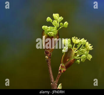 Érable, érable européen ; blossom ; Banque D'Images