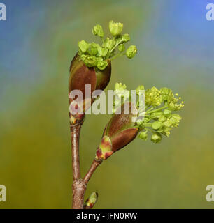 Érable, érable européen ; blossom ; Banque D'Images