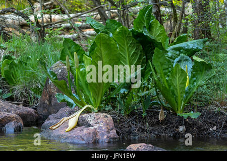 Lysichiton jaune (Lysichiton americanum), Arumfamilien (Araceae), Sävsjö, Halmstad, Halland, Suède Banque D'Images