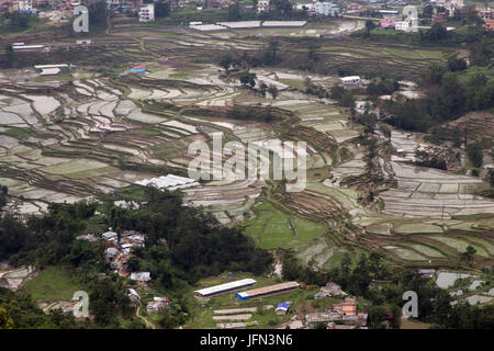 Les plantations de riz dans la Vallée de Kathmandu Parc National de Shivapuri Nagarjun, Népal Banque D'Images