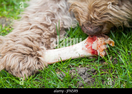 Photo de vieux chiens domestiqués de manger un bon gros os, couché sur l'herbe en plein air Banque D'Images