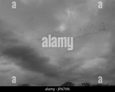 Un grand troupeau d'oiseaux volant en formation Banque D'Images