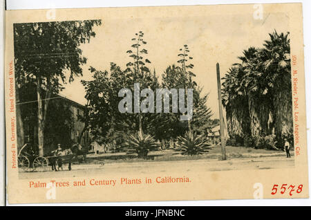 05578-Frankreich-1904-Palmiers et siècle. Palmsin Cali-Brück & Sohn Kunstverlag Banque D'Images