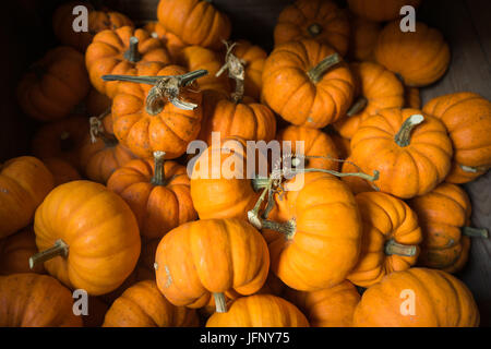 Assortiment de bébé jack-be-little citrouilles orange Banque D'Images