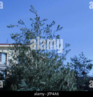 2013 0408 9999 Komín 87u Banque D'Images