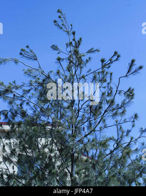 2013 0408 9999 Komín 88u Banque D'Images