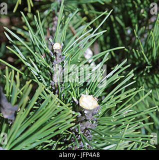 2013 0408 9999 Komín 94u Banque D'Images