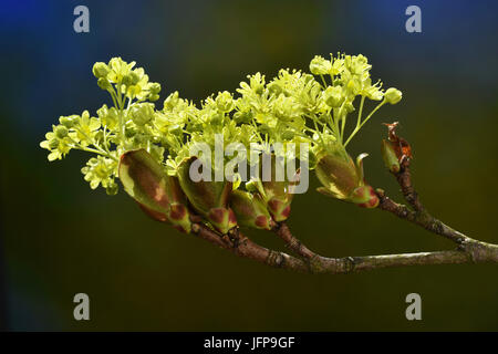 Érable, érable européen ; blossom ; Banque D'Images