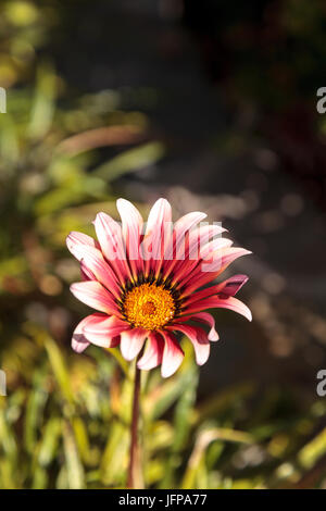 L'Afrique de rose, daisy Osteospermum ecklonis Banque D'Images