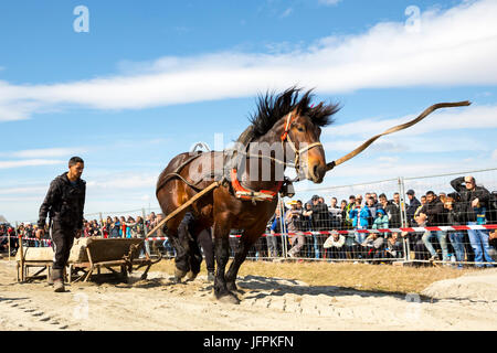 Sofia, Bulgarie - 3 mars, 2017 : les chevaux et leurs propriétaires participent à un tournoi de tirer lourd. Les animaux doit tirer une charge de centaines de kilogra Banque D'Images