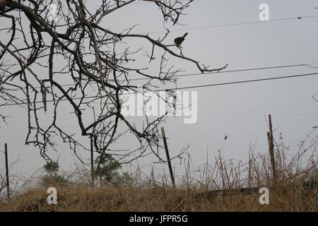 L'atterrissage d'oiseaux sur une branche d'un arbre mort Banque D'Images