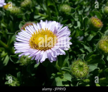 Daisy de bord de mer Banque D'Images