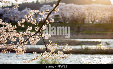 Par blossms Cherry river au coucher du soleil à Kakunodate, au Japon. Banque D'Images