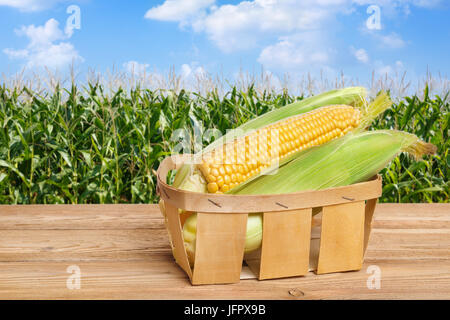 Les épis de maïs frais dans panier sur table en bois avec champ vert sur l'arrière-plan. L'agriculture et de la récolte. Champ de maïs avec du maïs Banque D'Images