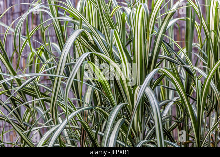 Miscanthus sinensis 'Cabaret', l'argent chinois, herbe herbe Zebra Banque D'Images