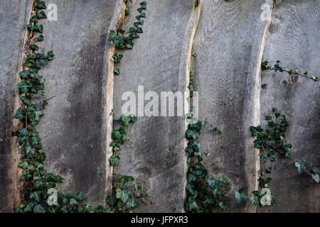 Clôtures bois de lierre qui poussent à travers Banque D'Images