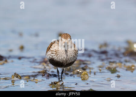 Le Bécasseau variable (Calidris alpina) dans le Moray Firth, Chanonry Point, Ecosse, Royaume-Uni Banque D'Images