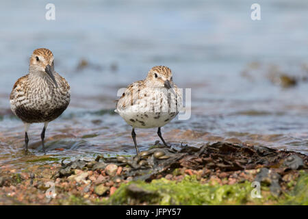 Le Bécasseau variable (Calidris alpina) dans le Moray Firth, Chanonry Point, Ecosse, Royaume-Uni Banque D'Images