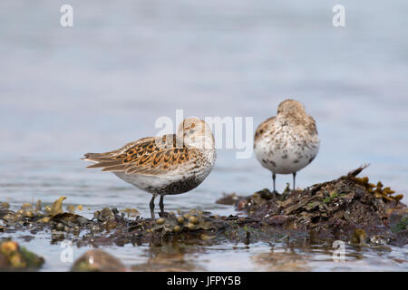 Le Bécasseau variable (Calidris alpina) dans le Moray Firth, Chanonry Point, Ecosse, Royaume-Uni Banque D'Images