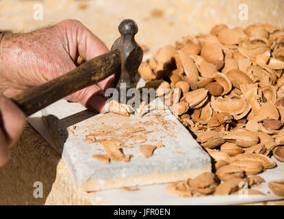 Senior adulte écrou fissure coquilles d'amande avec un marteau pour recueillir les amandes en bonne santé. Banque D'Images
