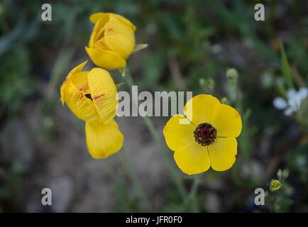 En fleurs fraîches jaune anemone coronaria fleur sauvage Banque D'Images