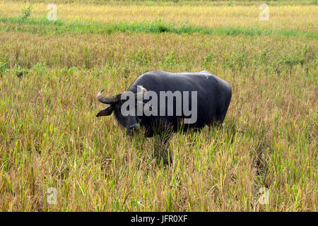 Le buffle d'eau des Philippines, connu comme un carabao, Bubalus bubalis, dans un champ de riz, île de Bohol, Philippines Banque D'Images