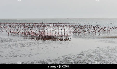 Des flamants roses sur la plage à Swakopmund en Namibie Banque D'Images