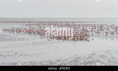 Des flamants roses sur la plage à Swakopmund en Namibie Banque D'Images