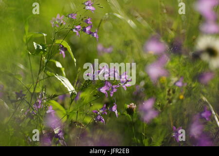 Fleurs et l'herbe éclairées par la lumière du soleil chaud de l'été sur un pré, abstract backgrounds naturel pour votre conception. Cloches Meadow Banque D'Images