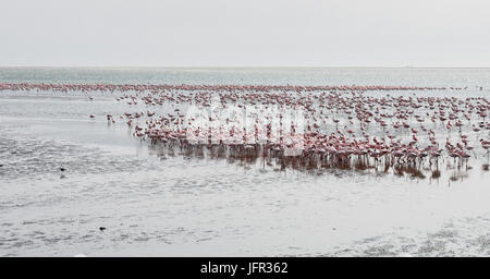 Des flamants roses sur la plage à Swakopmund en Namibie Banque D'Images