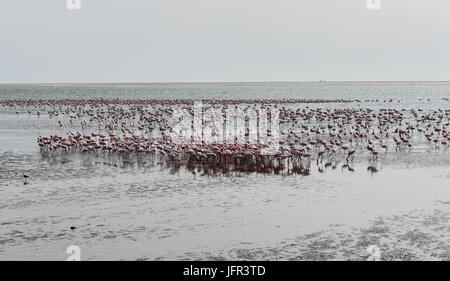 Des flamants roses sur la plage à Swakopmund en Namibie Banque D'Images