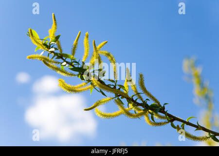 Willow floraison au printemps dans le fond bleu du ciel. La nature. Banque D'Images