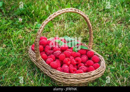 Un panier plein de framboises fraîchement cueillies sur une herbe Banque D'Images