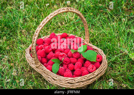 Un panier plein de framboises fraîchement cueillies sur une herbe, selective focus Banque D'Images