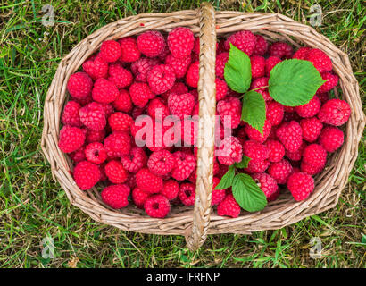 Un panier plein de framboises fraîchement cueillies sur une herbe - Vue de dessus Banque D'Images