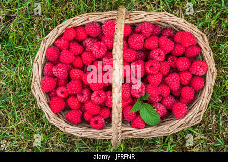 Un panier plein de framboises fraîchement cueillies sur une herbe - Vue de dessus Banque D'Images