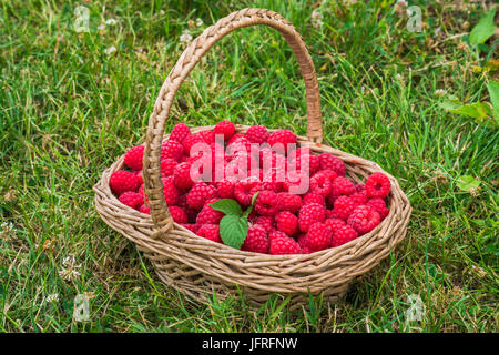 Un panier plein de framboises fraîchement cueillies sur une herbe Banque D'Images