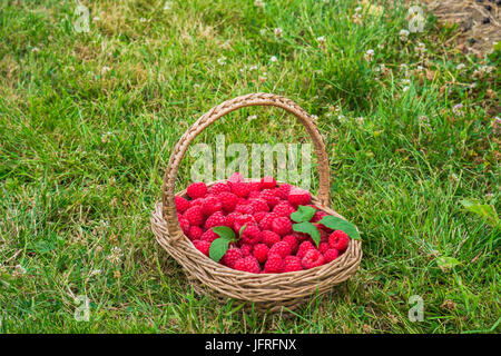 Un panier plein de framboises fraîchement cueillies sur une herbe Banque D'Images