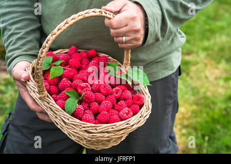 Un des hommes, mains tenant un panier plein de framboises fraîchement cueillies Banque D'Images