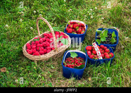 Fraîchement cueilli des fraises, framboises, cassis et groseilles dans des paniers sur une herbe Banque D'Images