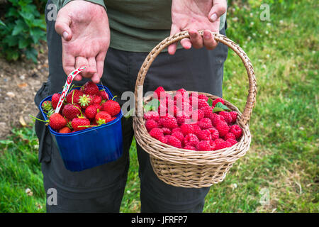 Un des hommes, mains tenant un panier plein de fraises et framboises fraîchement cueillies Banque D'Images