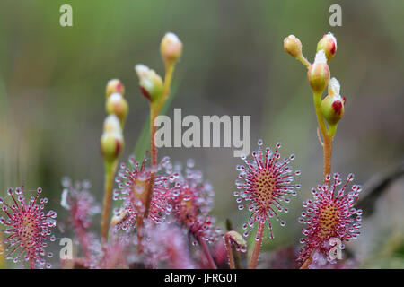 Oblong-leaved Sundew avec des fleurs Banque D'Images