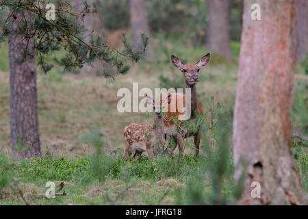Red Deer femme mère et son veau, qui a encore sa fourrure tachetée camouflés. Le Parc national Hoge Veluwe, Pays-Bas Banque D'Images