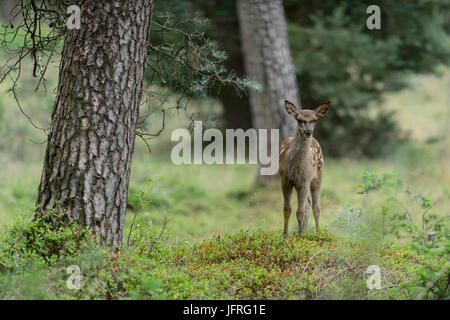 Red Deer veau avec fourrure camouflage tacheté dans un domaine forestier. Le Parc national Hoge Veluwe, Pays-Bas Banque D'Images