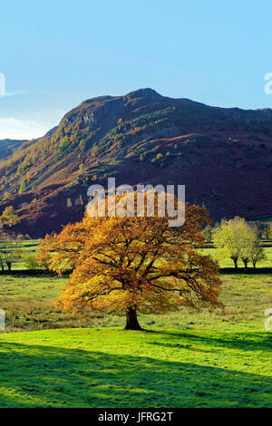 Vue d'un arbre coloré dans le Lake District, UK à l'apogée de l'automne Banque D'Images