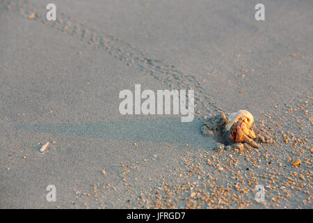 L'ermite de prendre une promenade dans le coucher du soleil sur la plage Banque D'Images