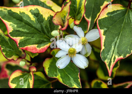 Chameleon Plant, Houttuynia cordata, fleur et feuilles Banque D'Images