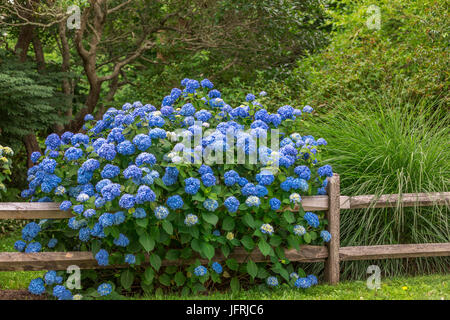 De plus en plus d'hortensias sur un split clôture dans East Hampton, NY Banque D'Images